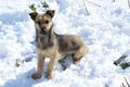 Dog in the snow Royalty Free Stock Photo