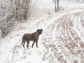Dog in the snow