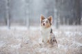 Dog in the snow on nature. Marble Border Collie in the winter in the park Royalty Free Stock Photo