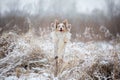 Dog in the snow on nature. Marble Border Collie in the winter in the park Royalty Free Stock Photo
