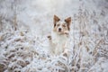 Dog in the snow on nature. Marble Border Collie in the winter in the park Royalty Free Stock Photo