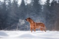 dog in the snow . Rhodesian Ridgeback in nature in winter Royalty Free Stock Photo