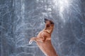 dog in the snow . Rhodesian Ridgeback in nature in winter Royalty Free Stock Photo