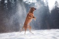 dog in the snow . Rhodesian Ridgeback in nature in winter Royalty Free Stock Photo