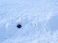 Dog in snow, sleeping near snowman in spiral shape. Royalty Free Stock Photo