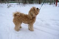 Dog snow walk. Brown dog breed Maltipu