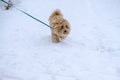 Dog snow walk. Brown dog breed Maltipu