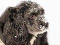 Dog covered with snow on winter day, close up Royalty Free Stock Photo