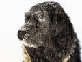 Dog covered with snow on winter day, close up Royalty Free Stock Photo