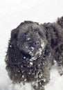 Dog covered with snow on winter day, close up Royalty Free Stock Photo