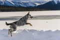 Dog in snow Royalty Free Stock Photo