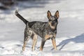 Dog in snow Royalty Free Stock Photo
