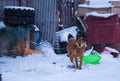 A dog in snowfield