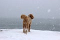 Dog on a Snowy Day Royalty Free Stock Photo