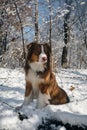 Dog in a snowy forest. Pet in the winter nature. Brown australian shepherd put its paws on log. Aussie red tricolor Royalty Free Stock Photo