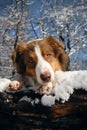 Dog in a snowy forest. Pet in the winter nature. Brown australian shepherd put its paws on log. Aussie red tricolor Royalty Free Stock Photo