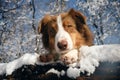 Dog in a snowy forest. Pet in the winter nature. Brown australian shepherd put its paws on log. Aussie red tricolor Royalty Free Stock Photo