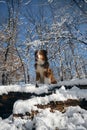 Dog in a snowy forest. Pet in the winter nature. Brown australian shepherd put its paws on log. Aussie red tricolor Royalty Free Stock Photo