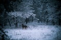 Dog in snowy forest