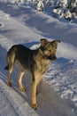 A dog on a snowy road. Portrait of a dog with an intelligent look. Royalty Free Stock Photo