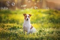 Dog with soap bubble Royalty Free Stock Photo