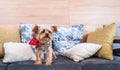 Beautiful and cute brown dog little Yorkshire Terrier puppy climbing on the pillows of the sofa Royalty Free Stock Photo