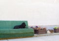 Dog on the sofa Royalty Free Stock Photo