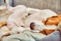 Beagle dog tired sleeping on couch