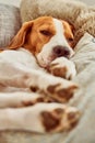 Beagle dog tired sleeping on couch Royalty Free Stock Photo