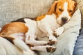 Beagle dog tired sleeping on couch Royalty Free Stock Photo