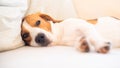 Dog on a sofa in funny pose. Beagle tired sleeping on couch. Royalty Free Stock Photo
