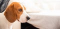 Dog on a sofa in funny pose. Beagle tired sleeping on couch Royalty Free Stock Photo