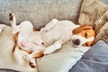 Beagle tired sleeping on couch Royalty Free Stock Photo