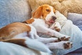 Beagle dog tired sleeping on couch