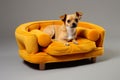 dog on a sofa represents the epitome of homey comfort and domestic bliss. Royalty Free Stock Photo