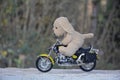 Dog soft toy sits on motorcycle Royalty Free Stock Photo