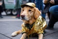 dog with solid gold band member jacket and matching hat, posing for group photo