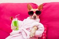 Dog spa wellness Royalty Free Stock Photo