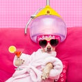 Dog spa wellness Royalty Free Stock Photo