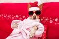 Dog spa wellness christmas holidays Royalty Free Stock Photo