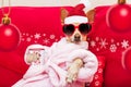 Dog spa wellness christmas holidays Royalty Free Stock Photo