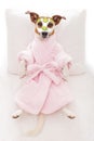 Dog spa wellness Royalty Free Stock Photo