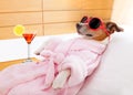 Dog spa wellness Royalty Free Stock Photo