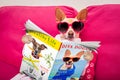 Dog spa wellness reading magazine Royalty Free Stock Photo