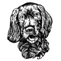 Dog spaniel pet hand drawn vector illustration realistic sketch.