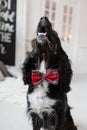 Dog spaniel in a red bow tie in the interior of the light room. Pet is three years old. Red checkered necktie. best and Royalty Free Stock Photo