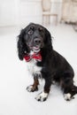 Dog spaniel in a red bow tie in the interior of the light room. Pet is three years old. Red checkered necktie. best and Royalty Free Stock Photo