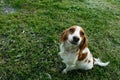 dog spaniel sitting on green grass