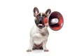 Dog Speaks Into Loudspeaker On White Background. Generative AI