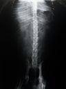 Dog Spine X-ray